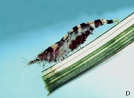 Caridina henriettae