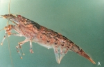 Atyoida serrata