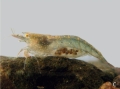 Caridina spathulirostris