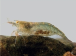 Caridina spathulirostris