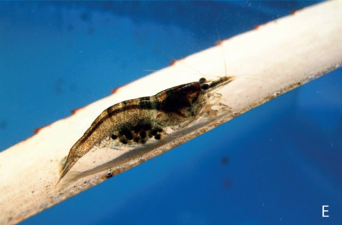 Caridina similis Caridina similis