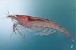 Caridina typus
