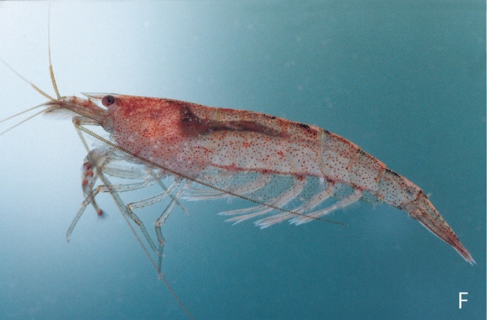 Caridina typus Caridina typus