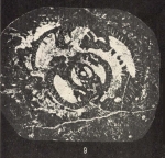 Bradyina gigantissima Sidó, 1974