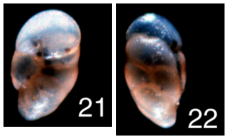 Buliminella hanzawai Asano, 1949