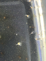 polyps of Aurelia profunda