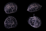 Medusae of Aurelia profunda