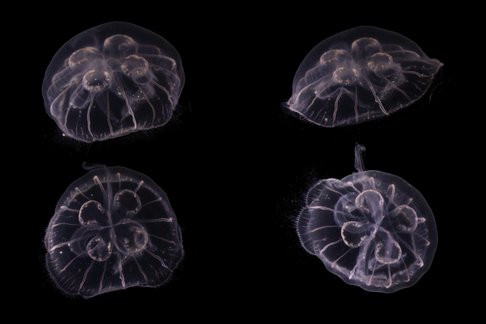 Medusae of Aurelia profunda Medusae of Aurelia profunda