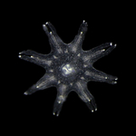 ephyra of Aurelia profunda