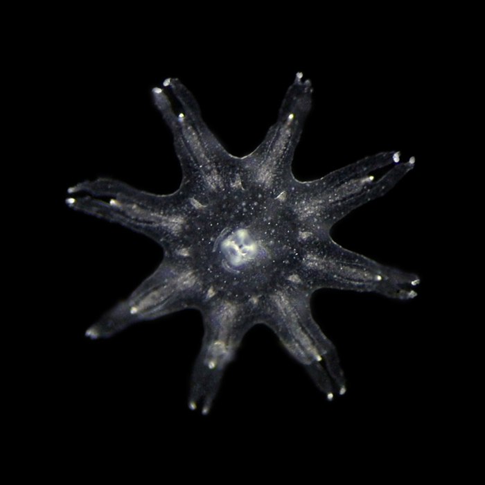 ephyra of Aurelia profunda ephyra of Aurelia profunda