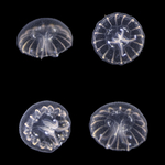 juveniles of Aurelia profunda