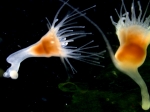 polyps of Aurelia profunda