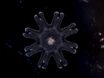 ephyra of Aurelia profunda