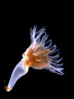 polyp of Aurelia profunda