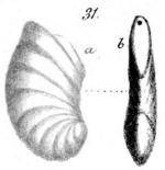 Cristellaria major Bornemann, 1854