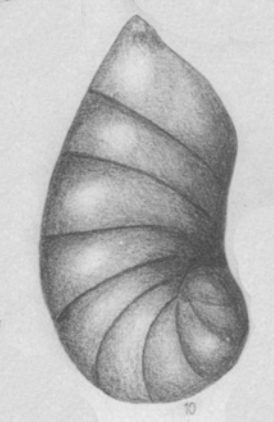 Cristellaria major Bornemann, 1954 Lectotype Cristellaria major Bornemann, 1954 Lectotype