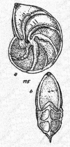 Lenticulina (Lenticulina) saxonica subsp. saxonica Bartenstein & Brand, 1951 Lenticulina (Lenticulina) saxonica subsp. saxonica Bartenstein & Brand, 1951