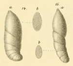 Cristellaria (Cristellaria) schloenbachi Reuss, 1863