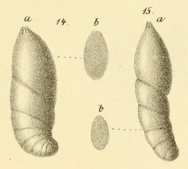 Cristellaria (Cristellaria) schloenbachi Reuss, 1863 Cristellaria (Cristellaria) schloenbachi Reuss, 1863
