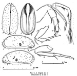 Acetabulastoma longum Schornikov, 1970 from the original description