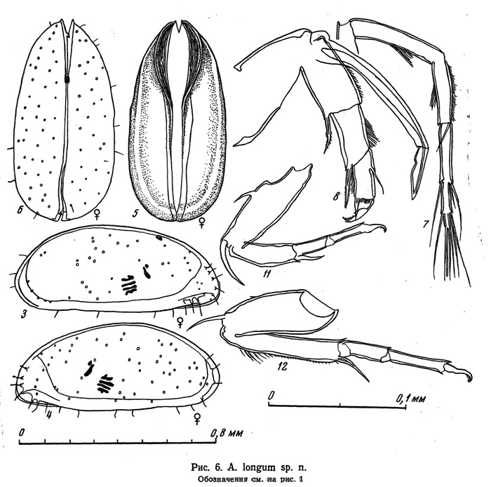 Acetabulastoma longum Schornikov, 1970 from the original description Acetabulastoma longum Schornikov, 1970 from the original description