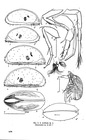 Acetabulastoma arcticum Schornikov, 1970 from the original description