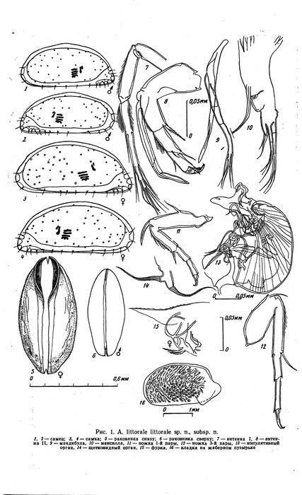 Acetabulastoma littorale Schornikov, 1970 from the original description
