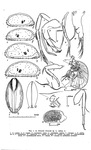 Acetabulastoma littorale Schornikov, 1970 from the original description