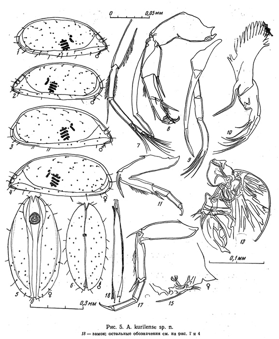Acetabulastoma kurilense Schornikov, 1970 from the original description