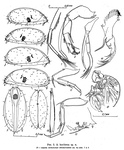 Acetabulastoma kurilense Schornikov, 1970 from the original description