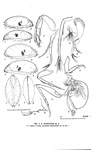 Acetabulastoma rhomboideum Schornikov, 1970 from the original description
