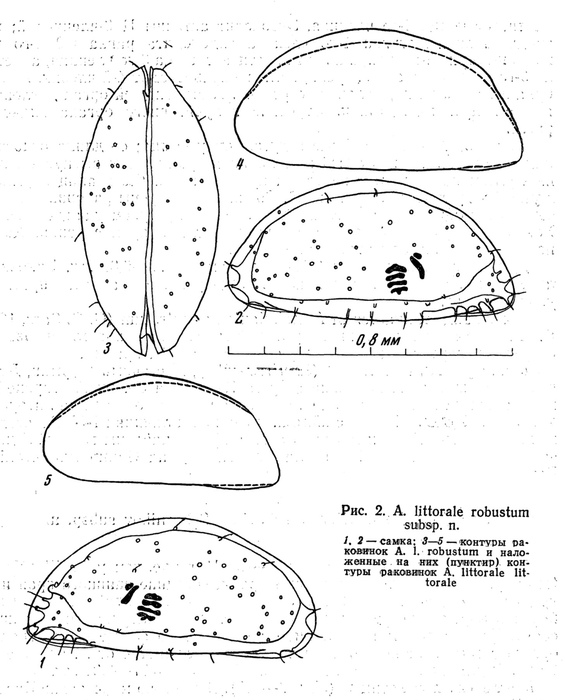 Acetabulastoma littorale robustum Schornikov, 1970 from the original description