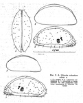 Acetabulastoma littorale robustum Schornikov, 1970 from the original description