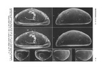 Pontocypris hyperborea Scott, 1899 (Fig from Neale, 1978)