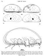 Pontocypris hyperborea Scott, 1899 (Fig from Neale, 1978)