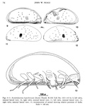 Pontocypris hyperborea Scott, 1899 (Fig from Neale, 1978)