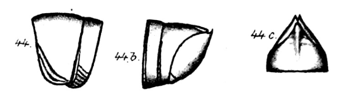 Original description Odontopyge trivialis Porat, 1894 Original description Odontopyge trivialis Porat, 1894