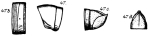 Original description Odontopyge accincta Porat, 1894