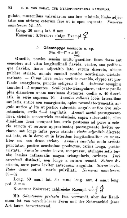 Original description Odontopyge accincta Porat, 1894