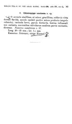 Original description Odontopyge uncinata Porat, 1894