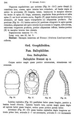Original description p. 244 Peridontopyge trauni Silvestri, 1907