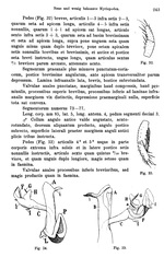 Original description p. 243 Peridontopyge trauni Silvestri, 1907