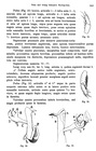 Original description p. 243 Peridontopyge trauni Silvestri, 1907