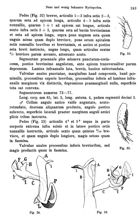 Original description p. 243 Peridontopyge trauni Silvestri, 1907