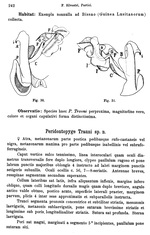 Original description p. 242 Peridontopyge trauni Silvestri, 1907