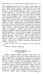Original description p. 49 Alloporus curtipes Porat, 1894