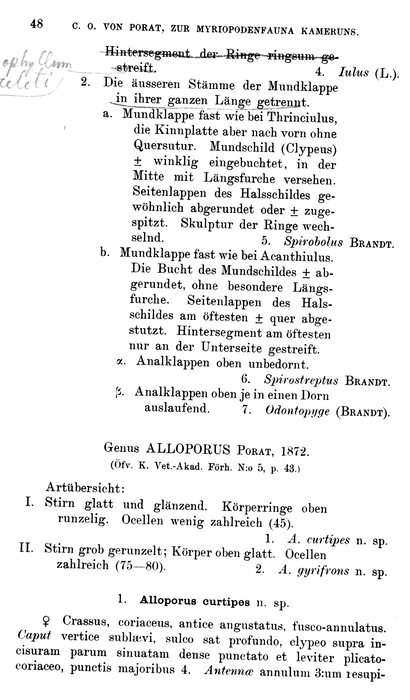 Original description p. 48 Alloporus curtipes Porat, 1894 Original description p. 48 Alloporus curtipes Porat, 1894
