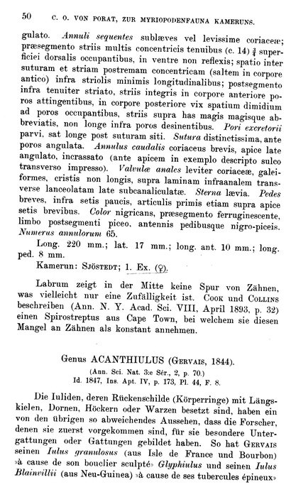 Original description p. 50 Alloporus gyrifrons Porat, 1894 Original description p. 50 Alloporus gyrifrons Porat, 1894