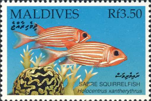 Holocentrus xantherythrus Holocentrus xantherythrus