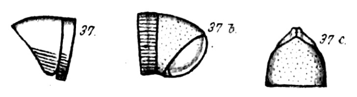 Original descrition p. figs 37-37c Spirostreptus neglectus Porat, 1894 Original descrition p. figs 37-37c Spirostreptus neglectus Porat, 1894